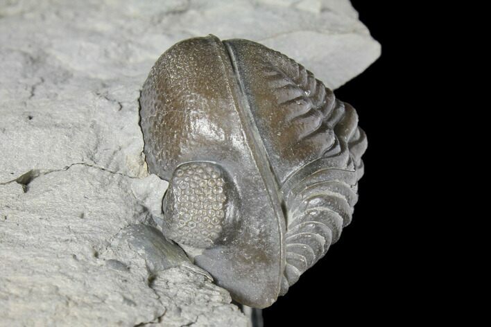 Wide Enrolled Eldredgeops Trilobite With Brachiopod - Silica Shale #132439